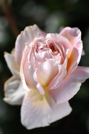 Soft Pink Romance Rose